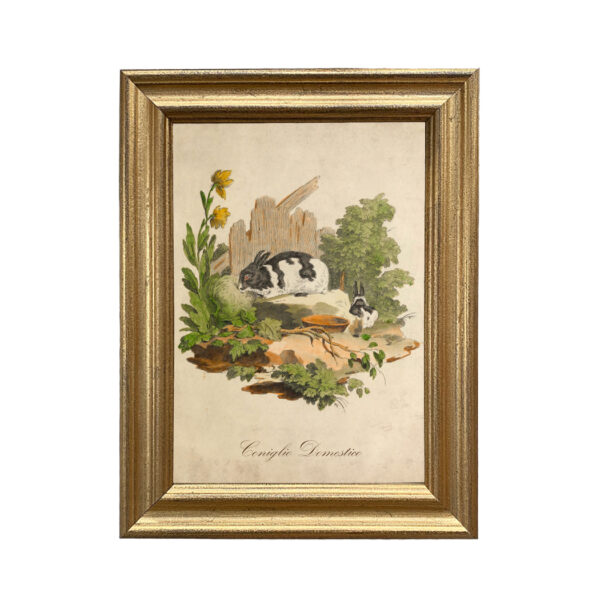 Easter Easter Italian Domestic Rabbit Illustration Framed Print