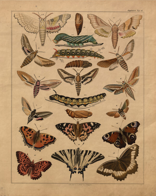 Botanical Botanical/Zoological Vintage Butterfly Lithograph Framed Print