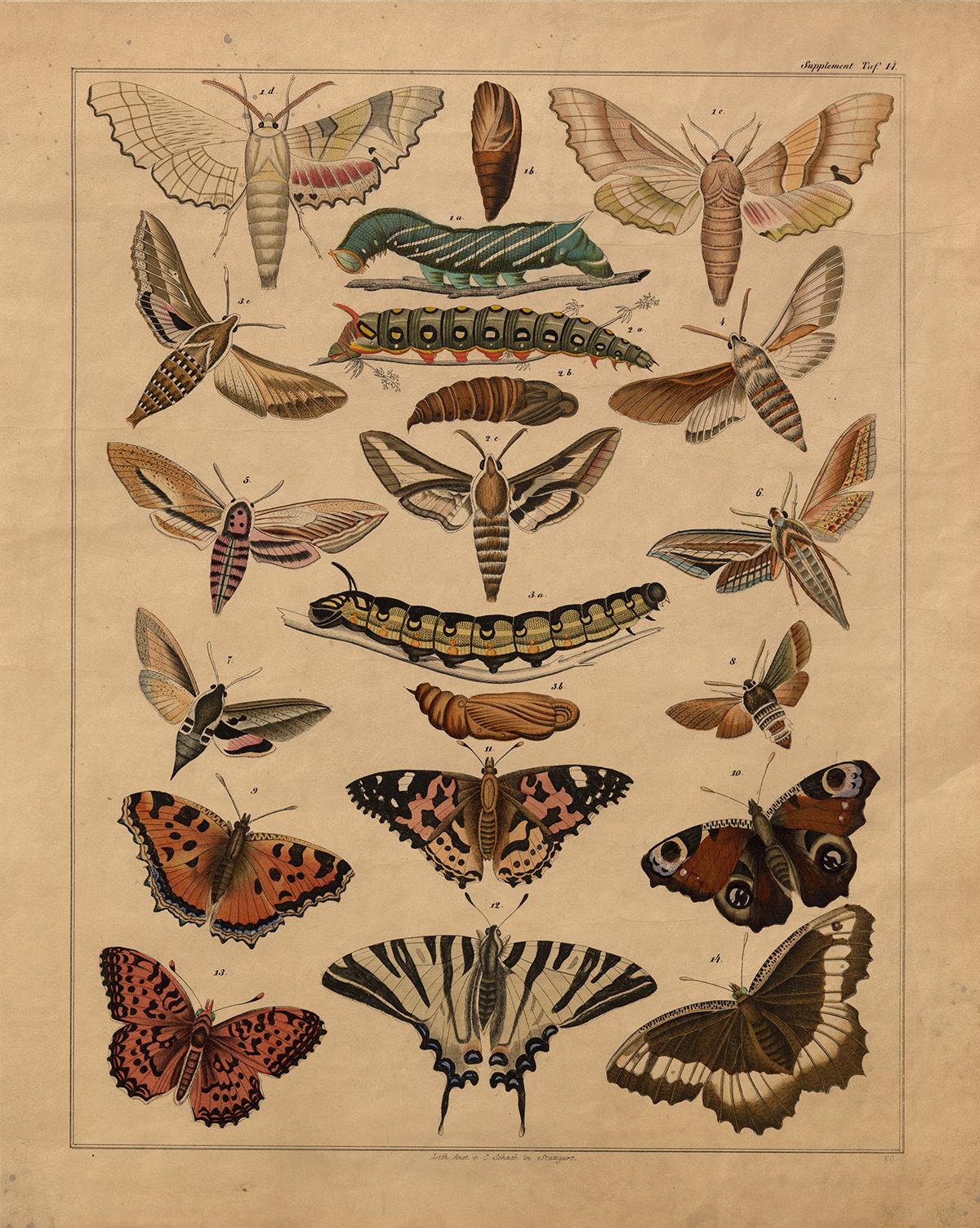 Botanical Botanical/Zoological Vintage Butterfly Lithograph Framed Pr ...