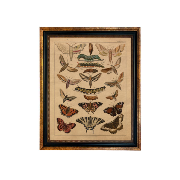 Botanical Botanical/Zoological Vintage Butterfly Lithograph Framed Print