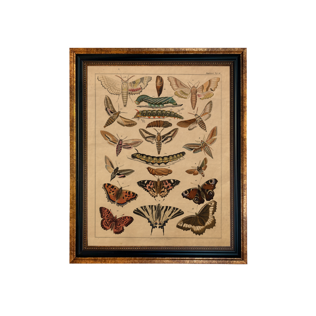 Botanical Botanical/Zoological Vintage Butterfly Lithograph Framed Pr ...