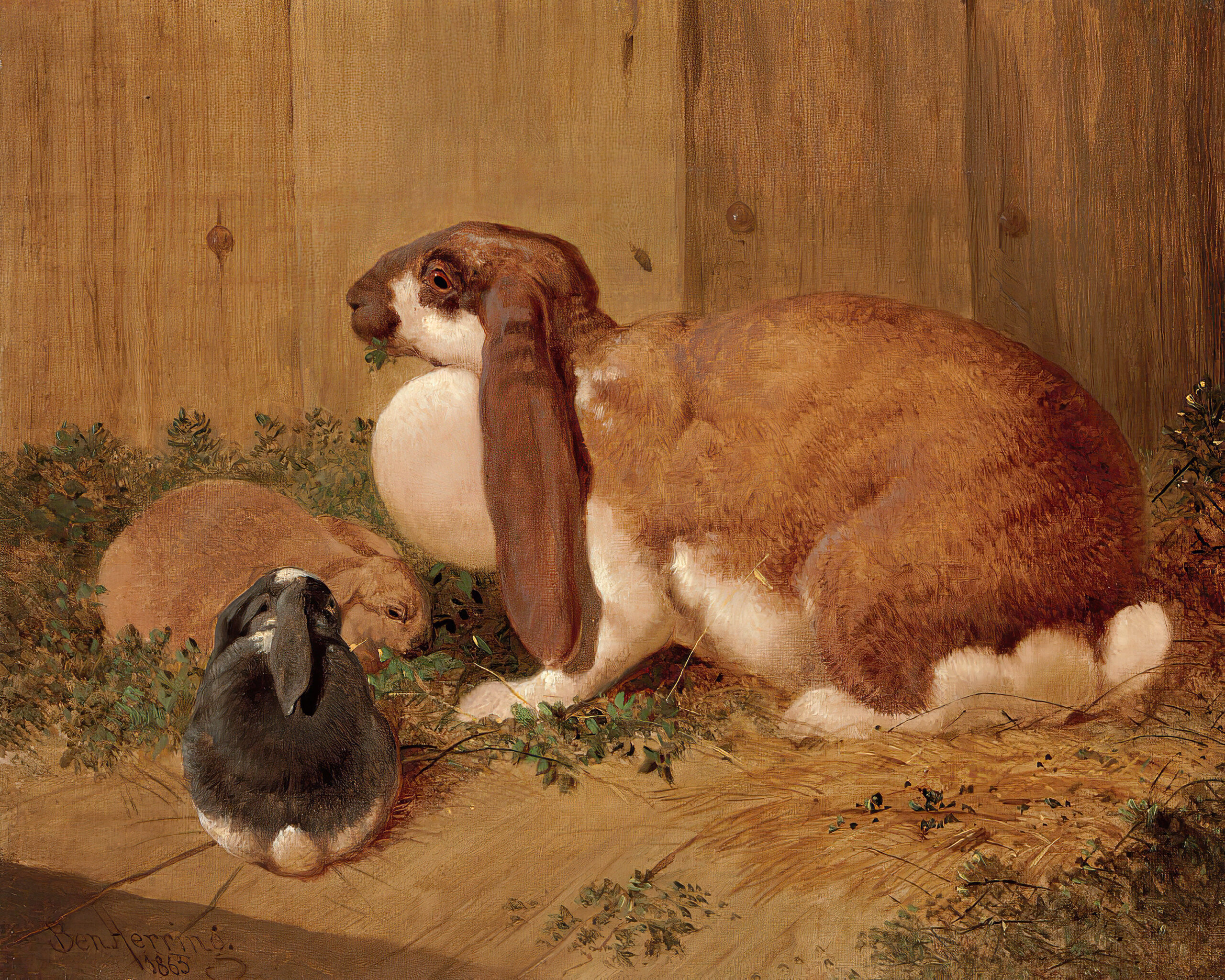 Farm/Pastoral Easter Lop Eared Rabbits ...