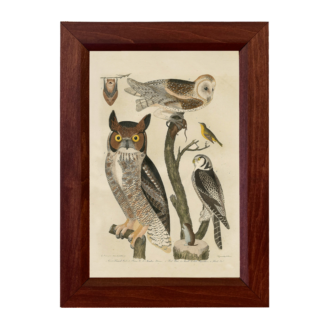 Cabin/Lodge Print Great Horned Owl Print Behind Glass in ...