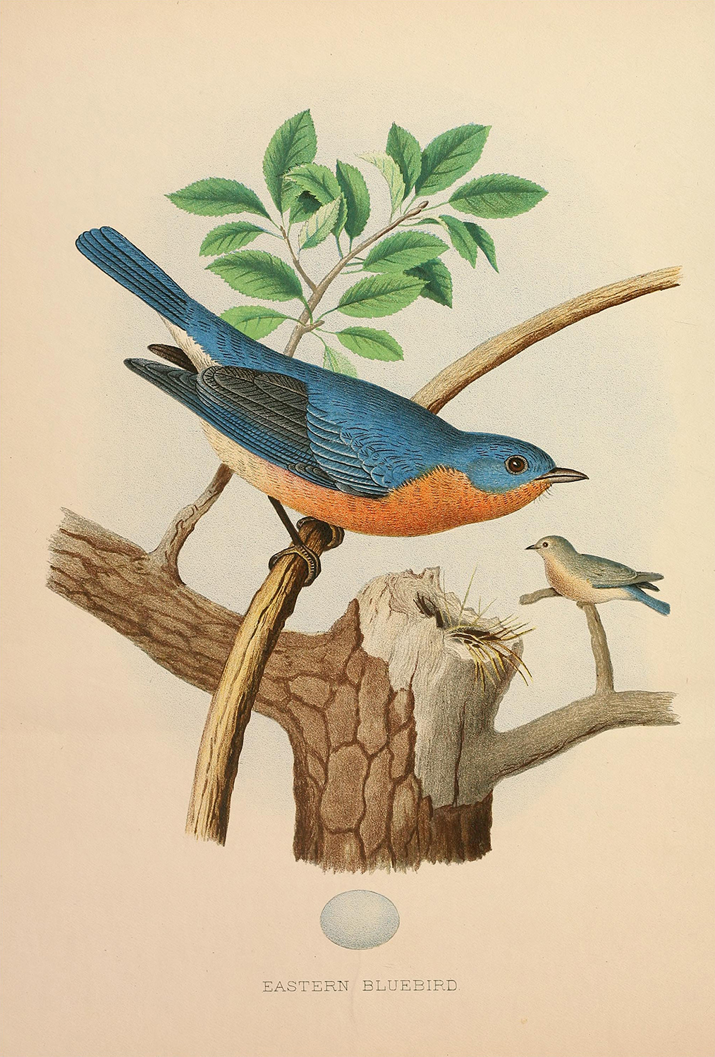 Marine Life/Birds Botanical/Zoological Vintage Eastern Bluebird Illustration  ...