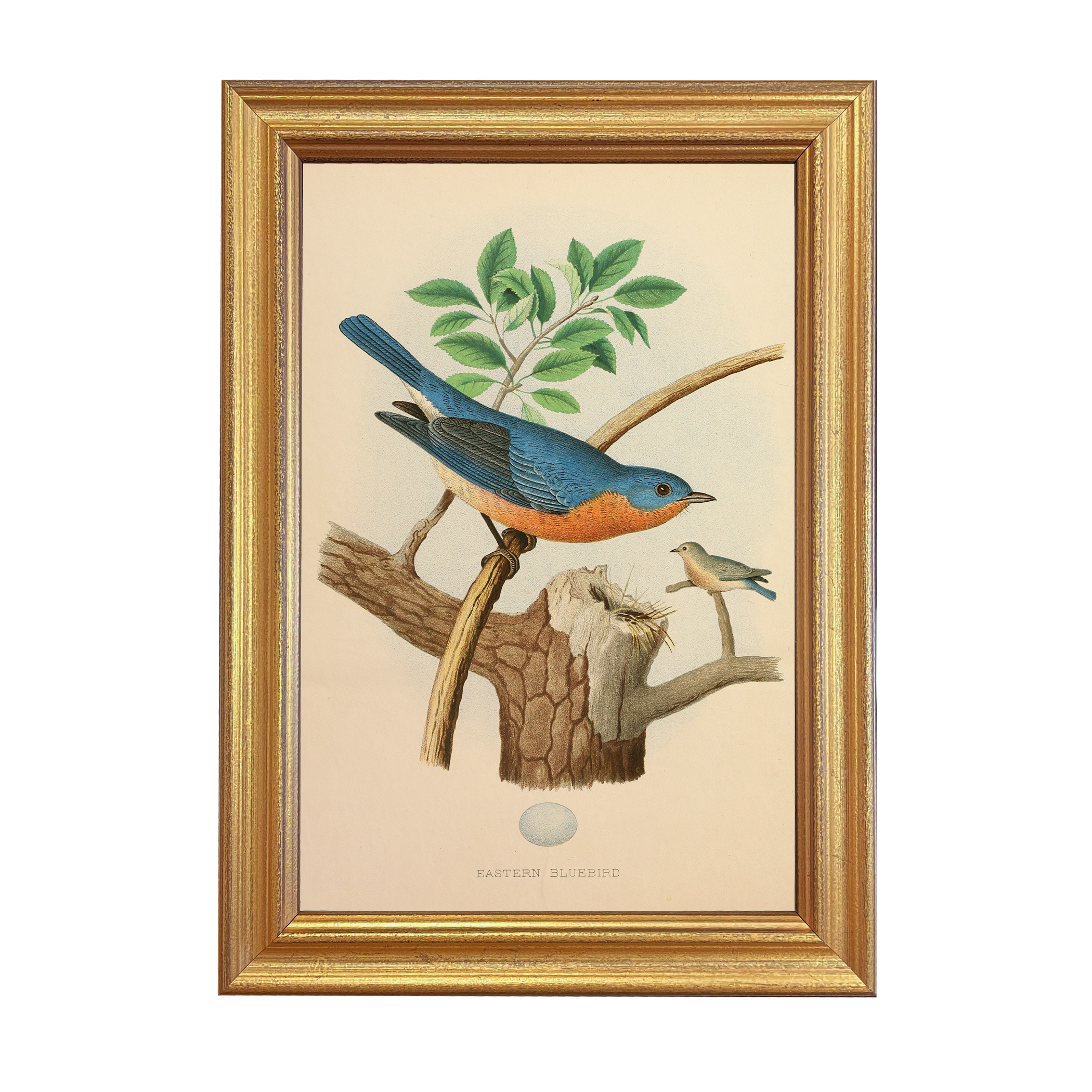 Marine Life/Birds Botanical/Zoological Vintage Eastern Bluebird Illustration  ...