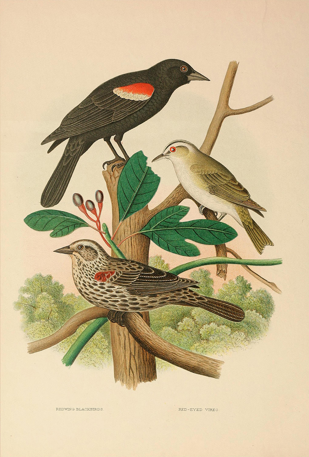 Marine Life/Birds Botanical/Zoological Vintage Redwing Blackbird and Red-Eyed ...