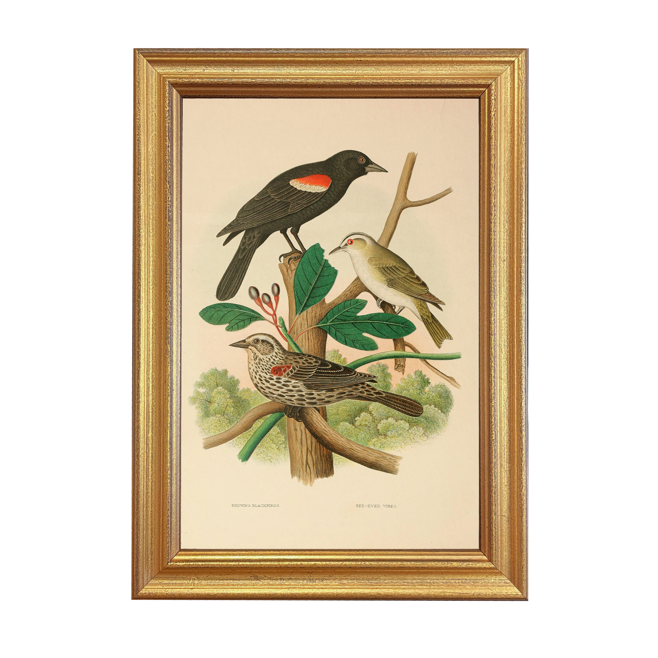 Marine Life/Birds Botanical/Zoological Vintage Redwing Blackbird and Red-Eyed ...