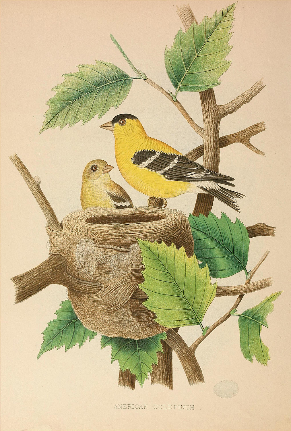 Marine Life/Birds Botanical/Zoological Vintage American Goldfinch Illustratio ...