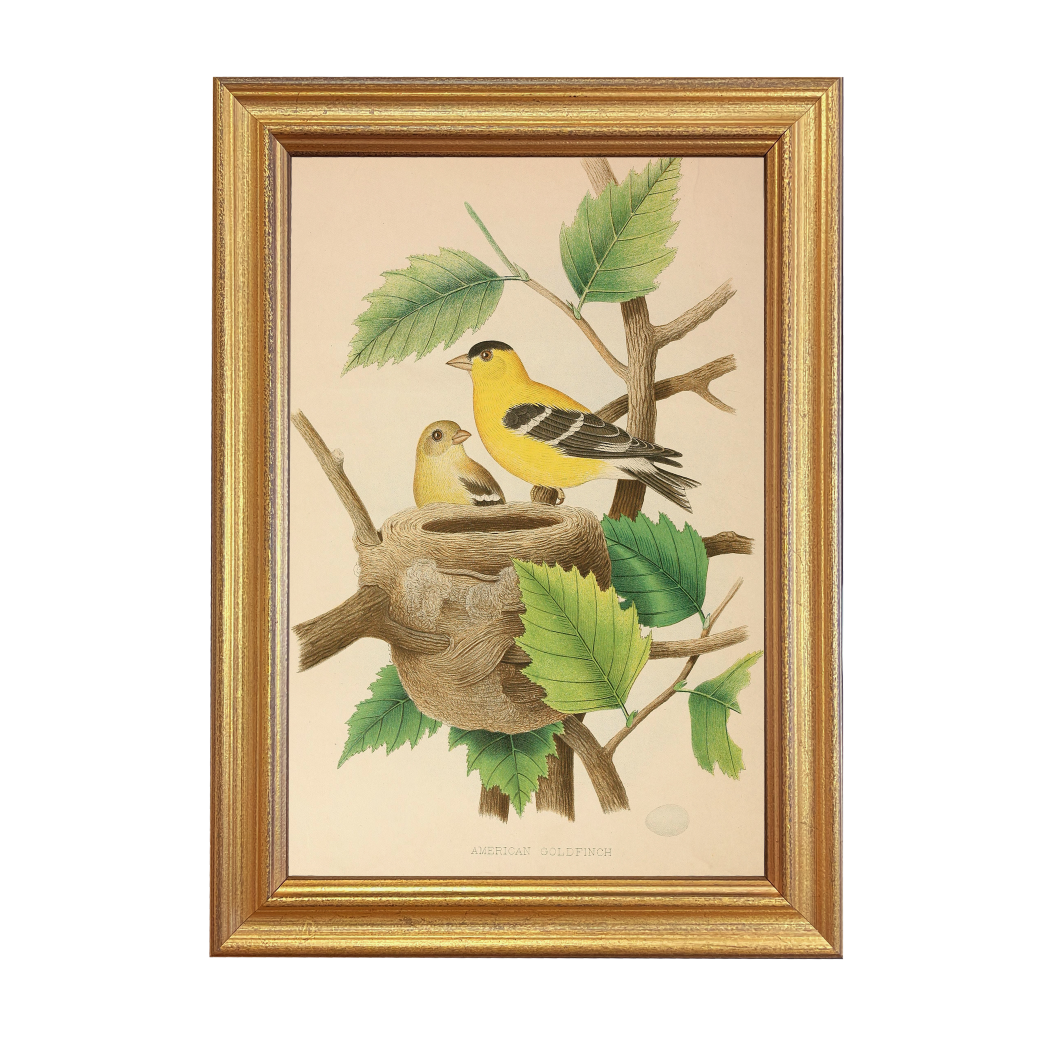 Marine Life/Birds Botanical/Zoological Vintage American Goldfinch Illustratio ...