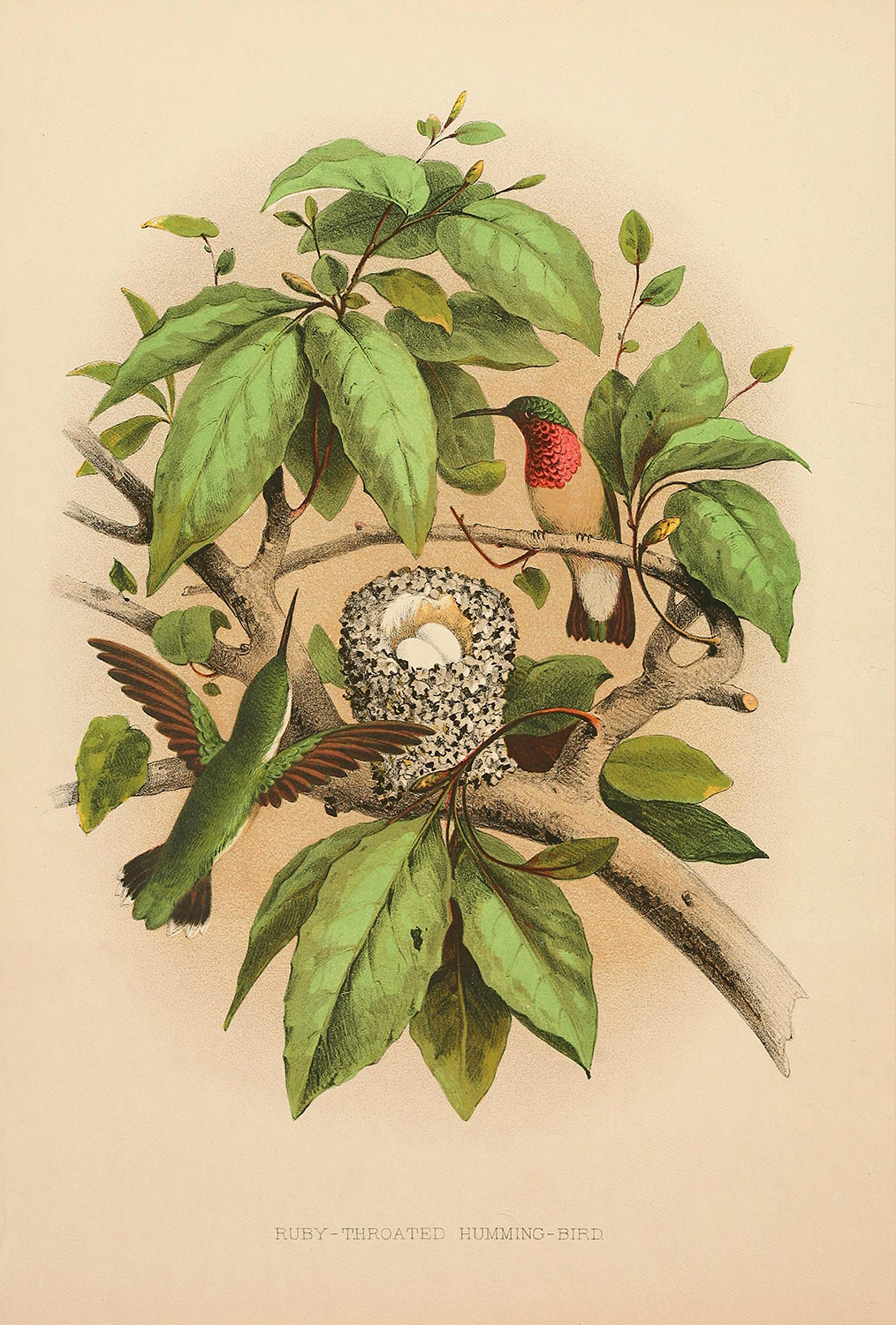 Marine Life/Birds Botanical/Zoological Vintage Ruby-Throated Hummingbird Illustration Framed Print Marine Life/Birds Botanical/Zoological Vintage Ruby-Throated Hummingbird Illustration Framed Print