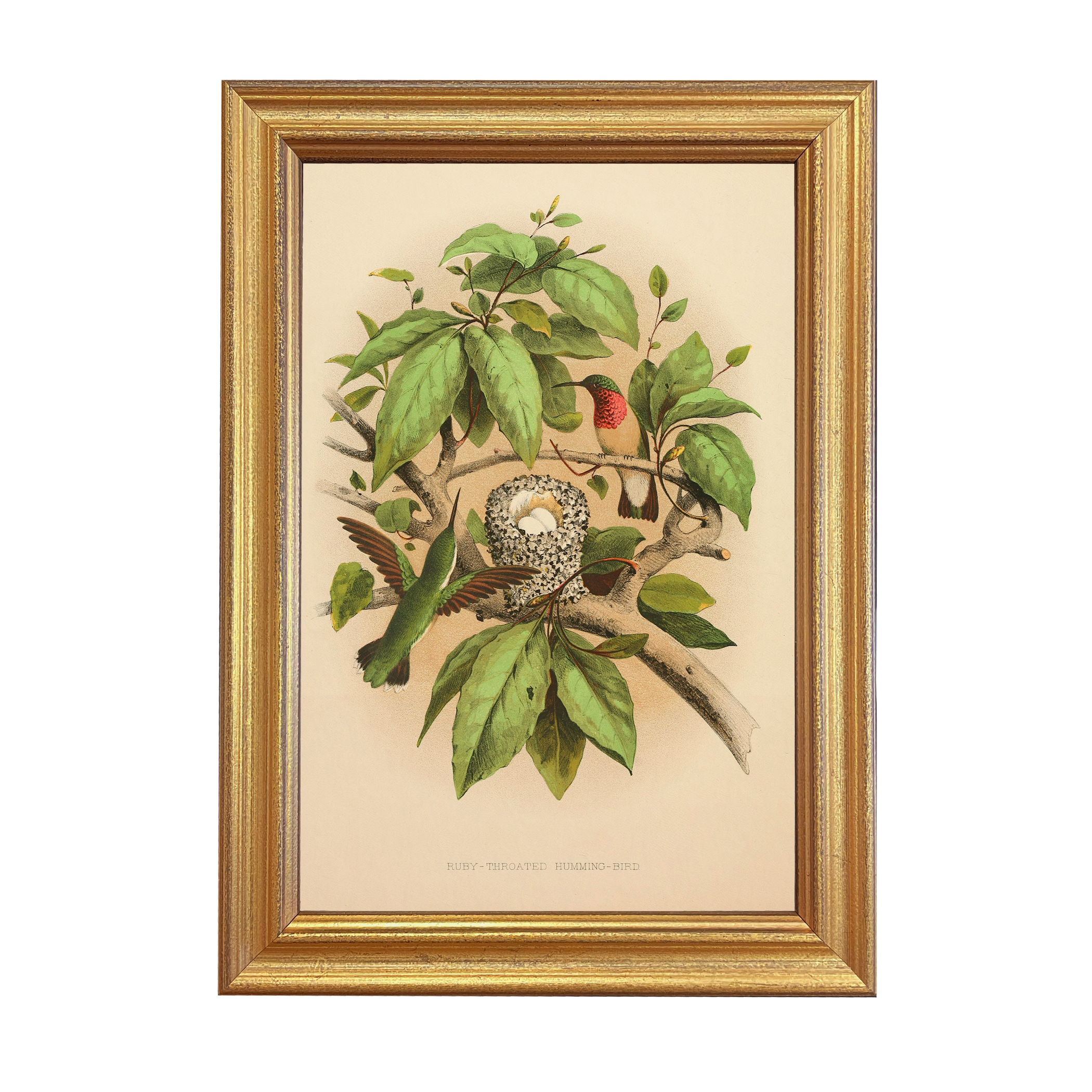 Marine Life/Birds Botanical/Zoological Vintage Ruby-Throated Hummingbird Illustration Framed Print Marine Life/Birds Botanical/Zoological Vintage Ruby-Throated Hummingbird Illustration Framed Print