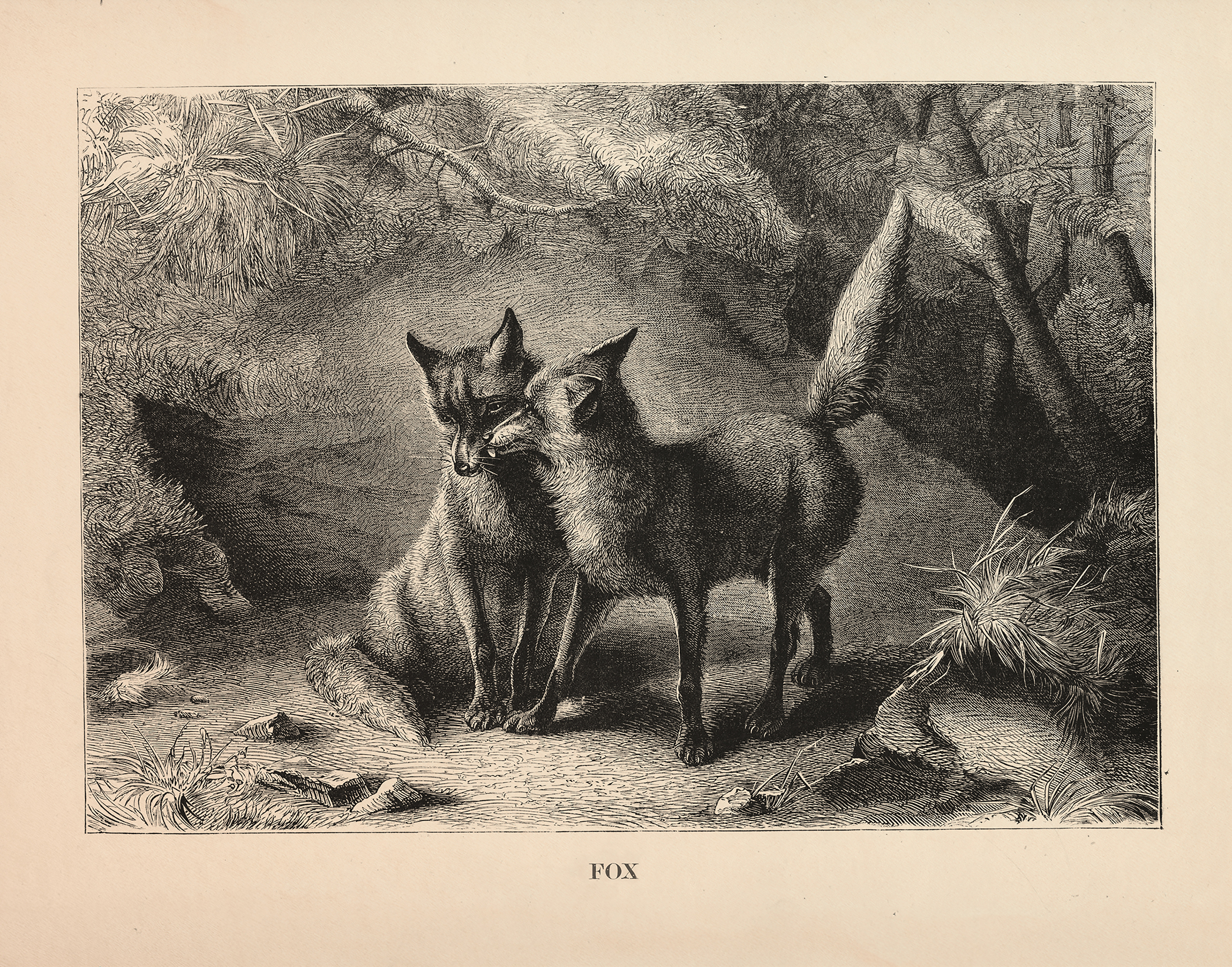 Equestrian/Fox Easter Vintage Fox Engraving Framed Print ...
